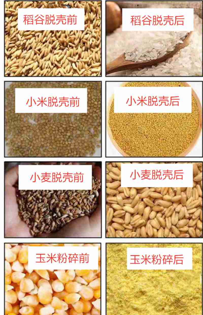灰白相间的苍鹭幼鸟在成鸟的羽翼下休憩,而在芦苇丛下,一群鱼儿正欢快地游来游去。